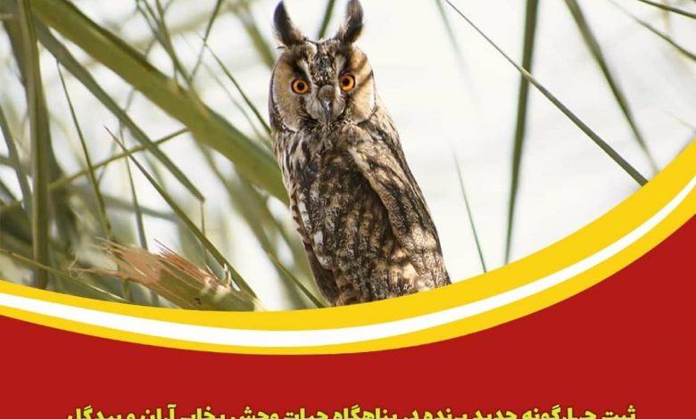 بهشت پرندگان بیابان مرکزی ایران ۱۰۵ تایی شد