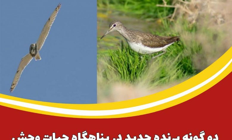 ۲ گونه پرنده جدید در پناهگاه حیات وحش یخاب ابوزیدآباد کشف شد